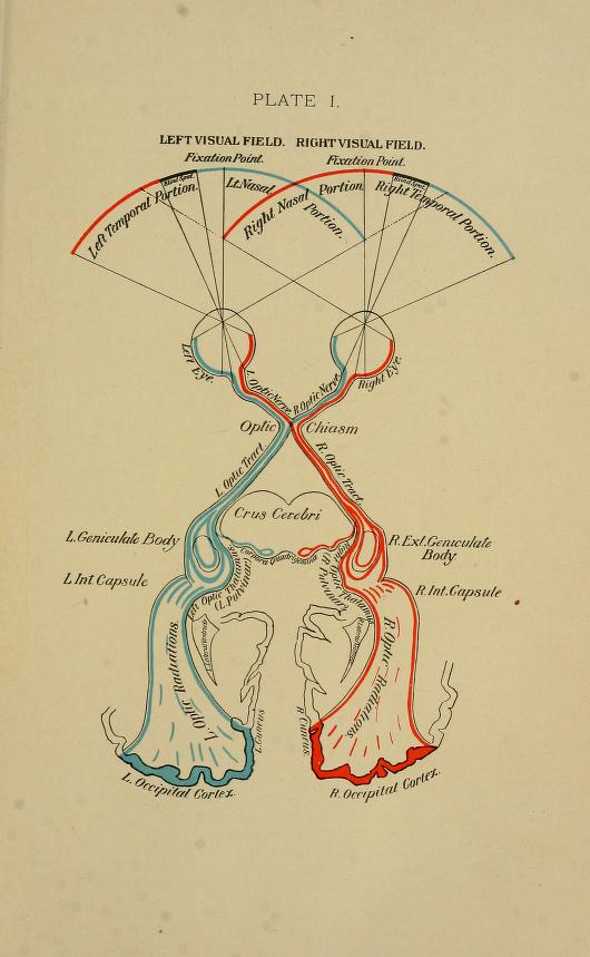 A color-coded chart showing the functioning of the human eye