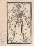 Skeleton from Summula per alphabetum super plurimis remediis (around 1500)